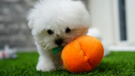 대구강아지분양 마마스미독 본점