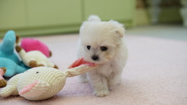 대구강아지분양 마마스미독 본점