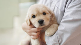 강아지분양 더펫