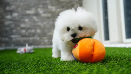 대구강아지분양 마마스미독 본점