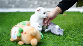 대구강아지분양 마마스미독 본점