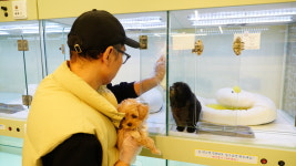 대구강아지분양 마마스미독 본점