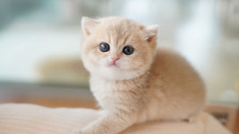 강아지분양 더펫