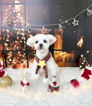 뽀프퍼피 구미 문성점