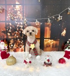 뽀프퍼피 구미 문성점