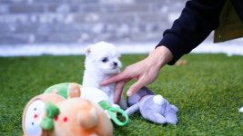 대구강아지분양 마마스미독 본점