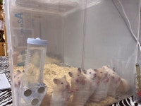 달빛햄스터리 대구점