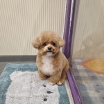 하이몽애견미용실