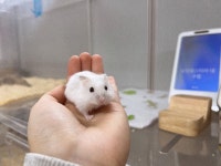 달빛햄스터리 대구점