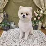 하이몽애견미용실