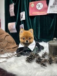 스텔라봉 애견미용 강아지미용
