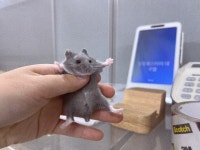 달빛햄스터리 대구점