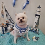 하이몽애견미용실