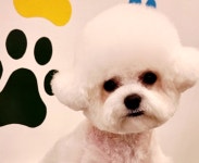 발바리 BALBARI 애견미용실