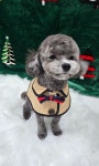 오후독