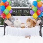 속초애견동반펜션 양양재인스가든