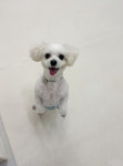 데려오개