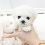 용인강아지분양 고양이분양 펫아미