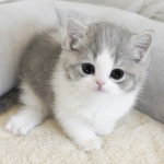 용인강아지분양 고양이분양 펫아미