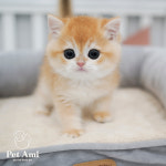 용인강아지분양 고양이분양 펫아미