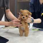 우아퍼피 강서점