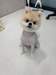 데려오개