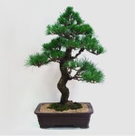 소나무공인중개사사무소