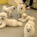 뭉개구름 애견유치원 애견호텔