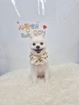 럭키하개 애견미용실