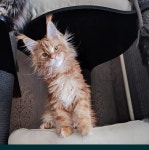 의정부 고양이분양 강아지분양 이쁘냥 애견샵