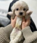 의정부 고양이분양 강아지분양 이쁘냥 애견샵