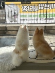 아르멍