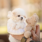 퍼피댕 안심분양소 강아지분양 애견입양 천안아산점