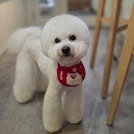 솔리스텔라 애견미용