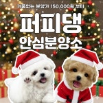 퍼피댕 안심분양소 강아지분양 애견입양 천안아산점