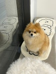 아르멍