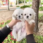 의정부 고양이분양 강아지분양 이쁘냥 애견샵