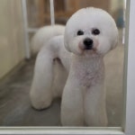 솔리스텔라 애견미용