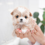 용인강아지분양 고양이분양 펫아미