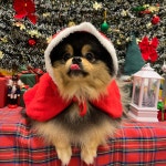 옐레드 애견유치원&애견호텔 안산고잔점