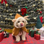 옐레드 애견유치원&애견호텔 안산고잔점