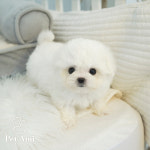 용인강아지분양 고양이분양 펫아미