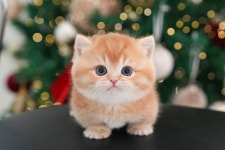 미유펫대구 강아지분양고양이분양 도그플러스동물병원