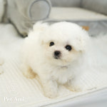 용인강아지분양 고양이분양 펫아미