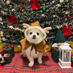 옐레드 애견유치원&애견호텔 안산고잔점