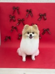 휴펫살롱