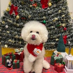 옐레드 애견유치원&애견호텔 안산고잔점