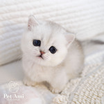 용인강아지분양 고양이분양 펫아미