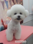 가치있개 반려견 유치원 & 미용실