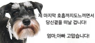 서래안펫타운